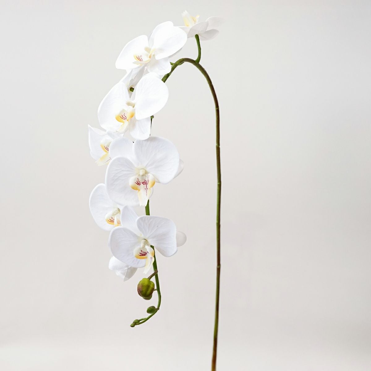 胡蝶蘭 10輪付き 全1色 H105cm 単品花材