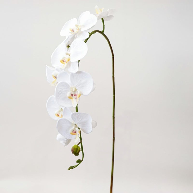 胡蝶蘭 10輪付き 全1色 H105cm 単品花材