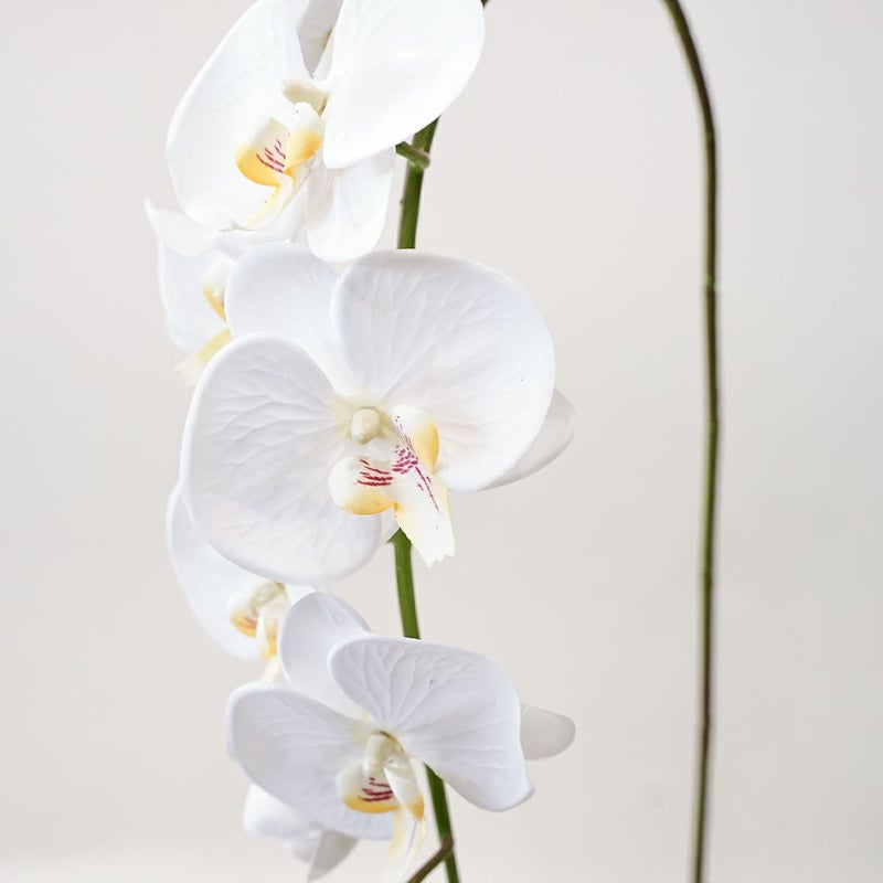 胡蝶蘭 10輪付き 全1色 H105cm 単品花材