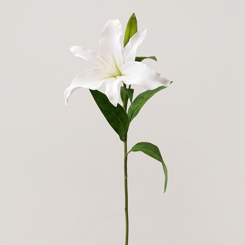 カサブランカリリー 全1色 H68cm 単品花材