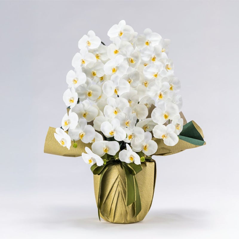 胡蝶蘭 はくらん 5本立 [01]