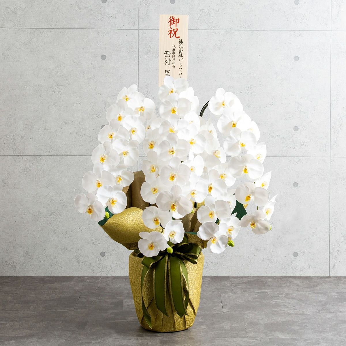 胡蝶蘭 はくらん 5本立 [01]