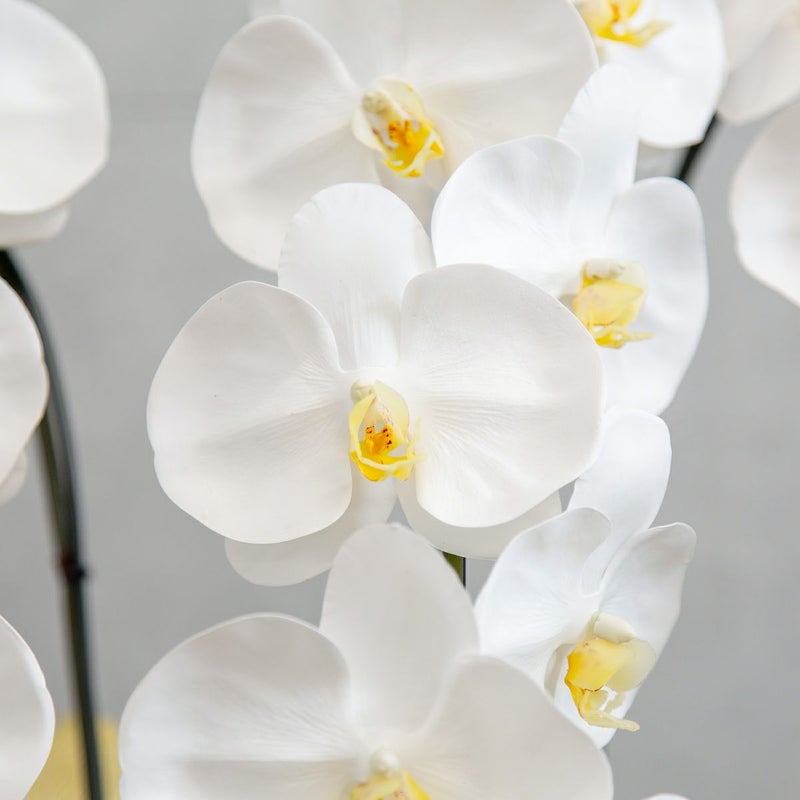 胡蝶蘭 はくらん 5本立 [01]