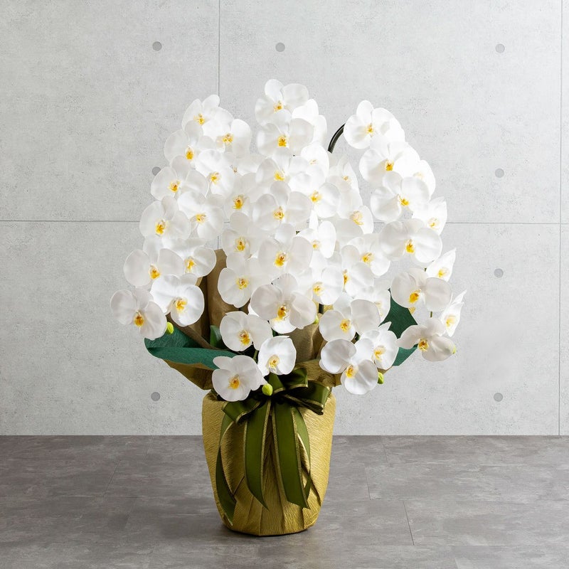 胡蝶蘭 はくらん 5本立 [01]