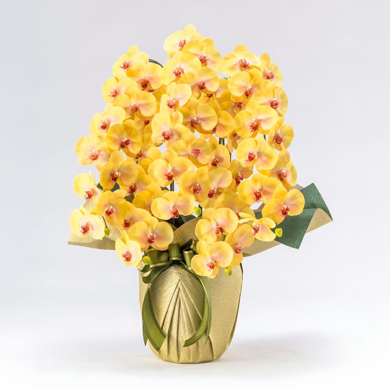 胡蝶蘭 はくらん 5本立 [03]