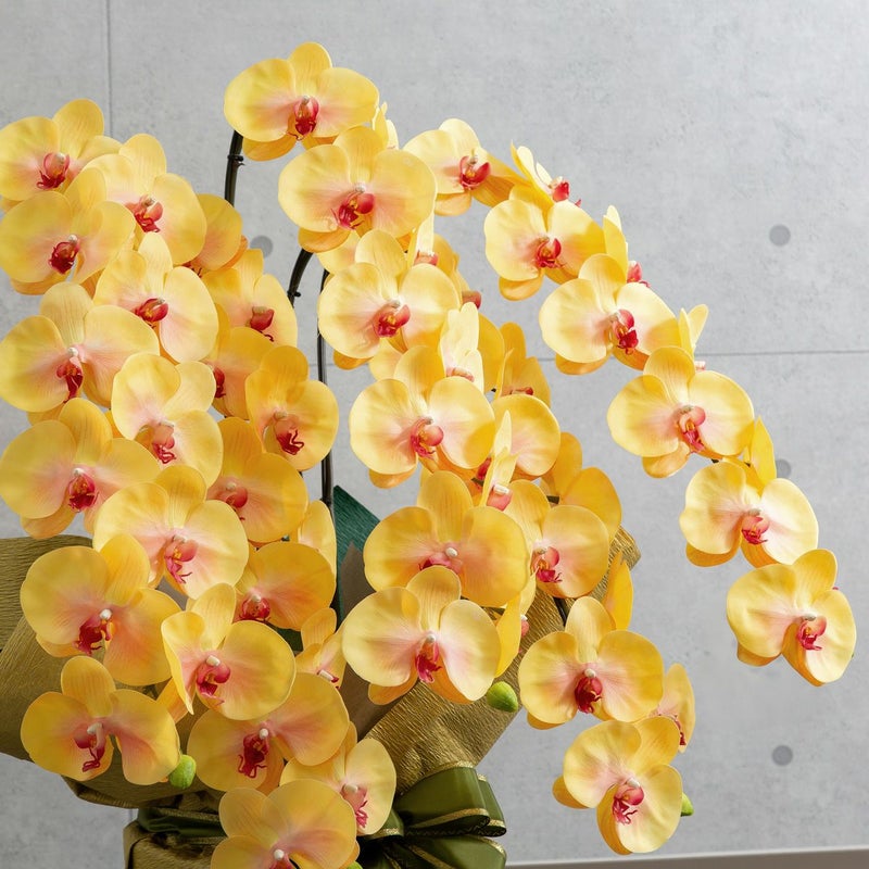 胡蝶蘭 はくらん 5本立 [03]