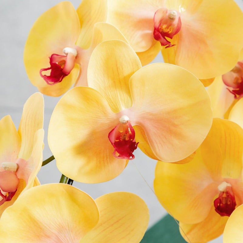 胡蝶蘭 はくらん 5本立 [03]