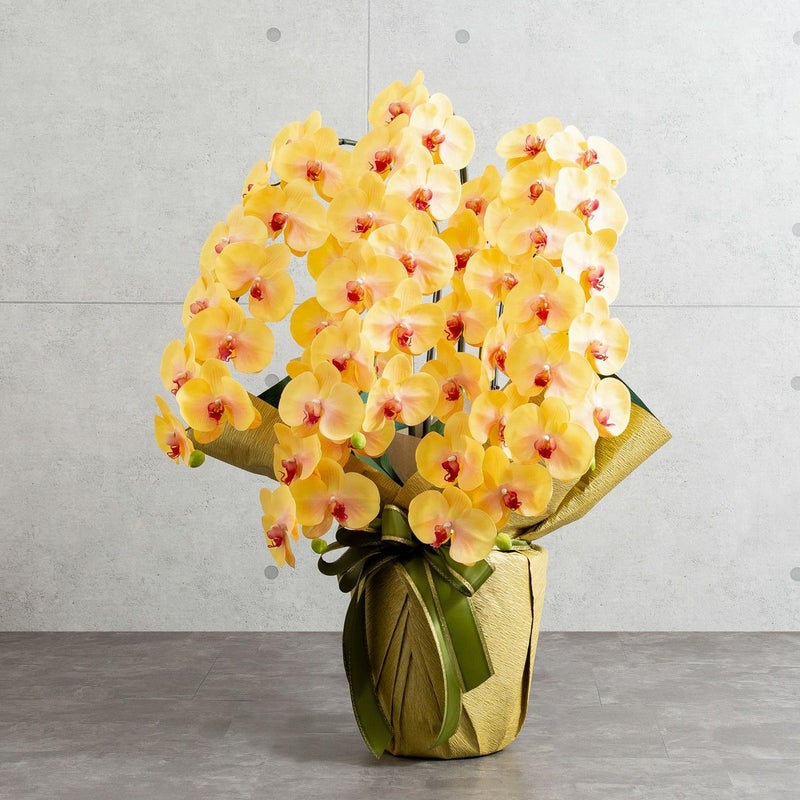 胡蝶蘭 はくらん 5本立 [03]