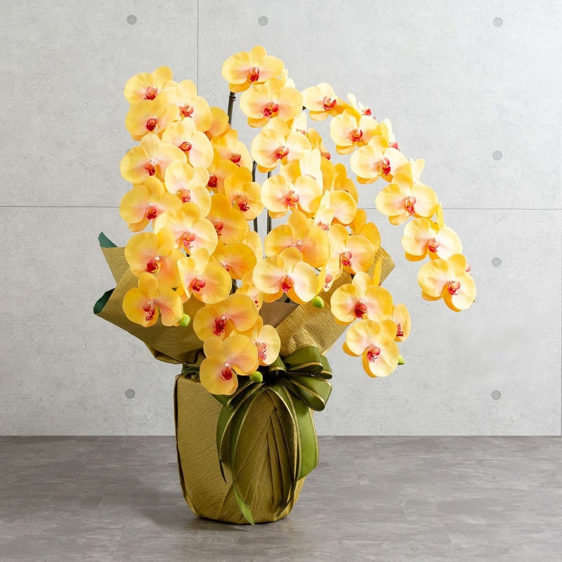 胡蝶蘭 はくらん 5本立 [03]