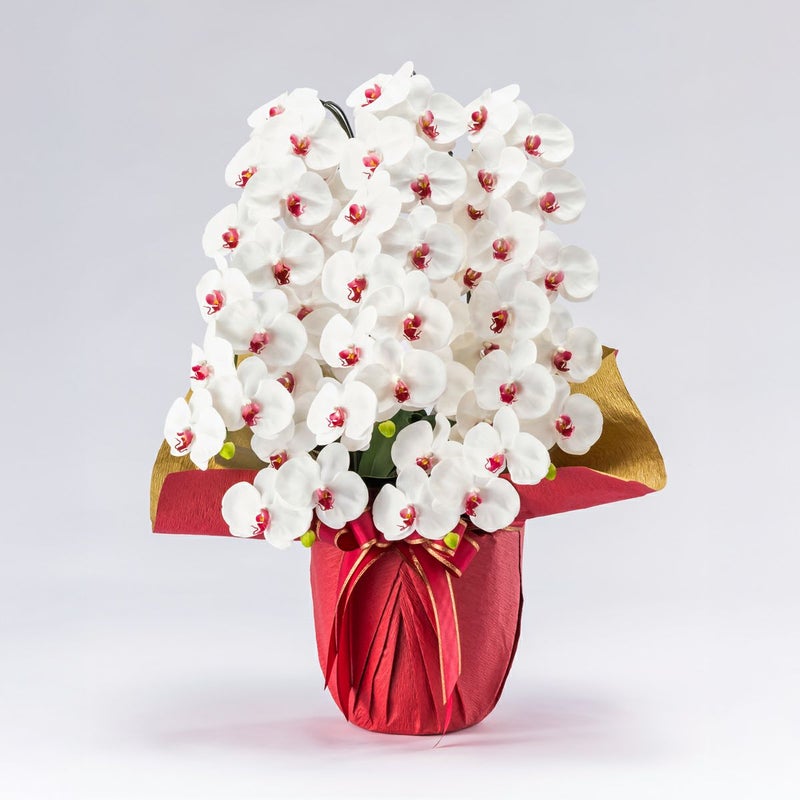 胡蝶蘭 はくらん 5本立 [05]