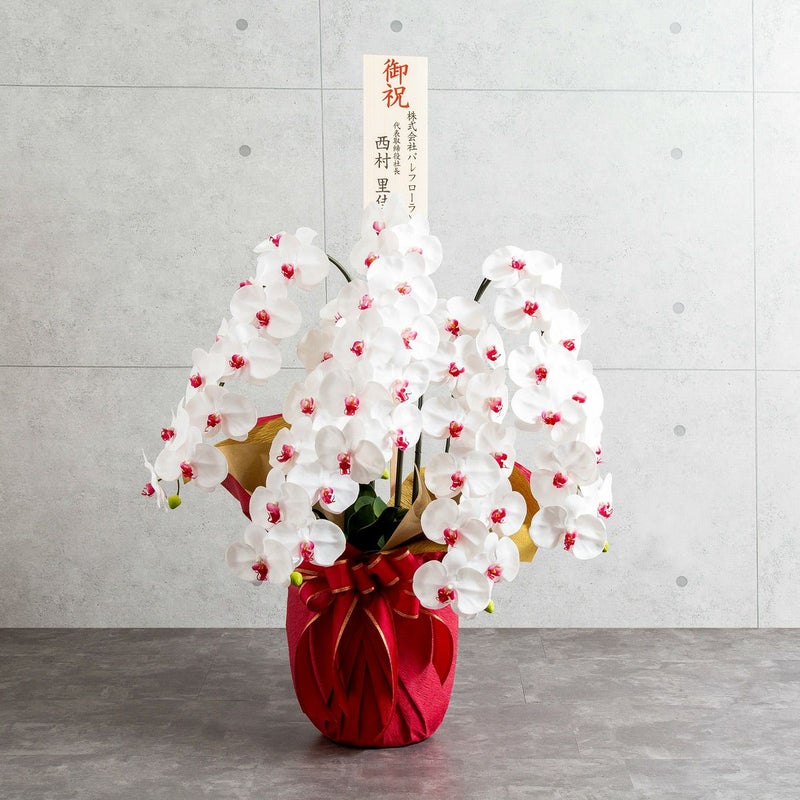 胡蝶蘭 はくらん 5本立 [05]