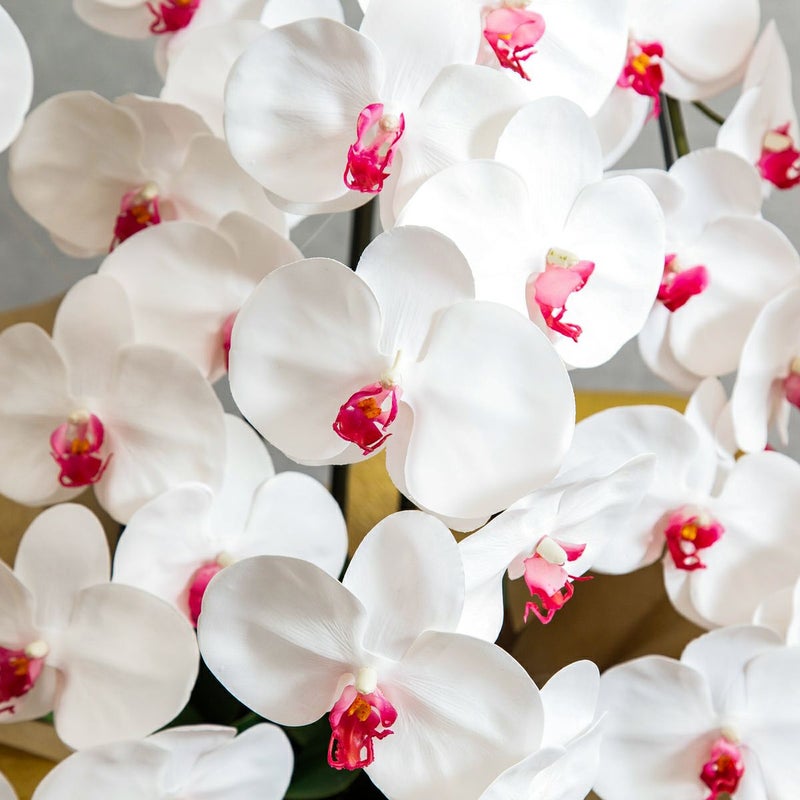 胡蝶蘭 はくらん 5本立 [05]