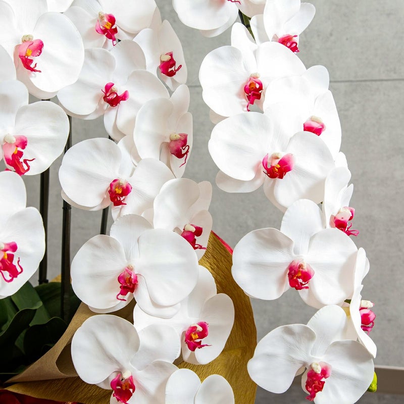 胡蝶蘭 はくらん 5本立 [05]