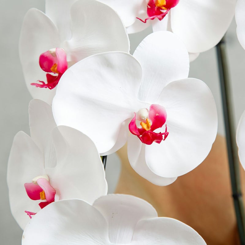 胡蝶蘭 はくらん 5本立 [05]