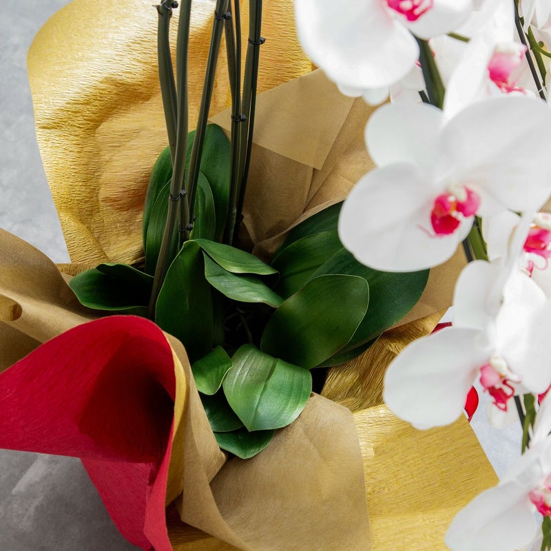 胡蝶蘭 はくらん 5本立 [05]