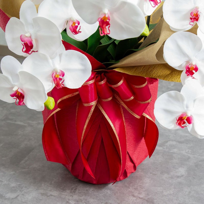 胡蝶蘭 はくらん 5本立 [05]