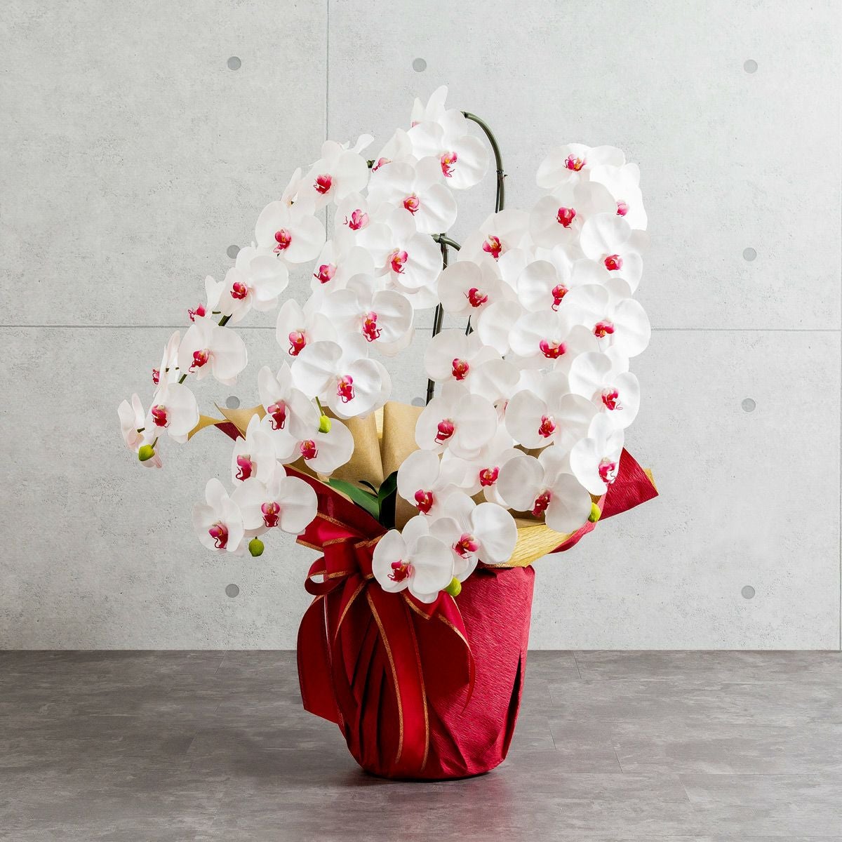 胡蝶蘭 はくらん 5本立 [05]