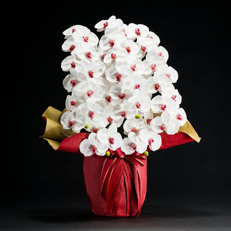 胡蝶蘭 はくらん 5本立 [05]