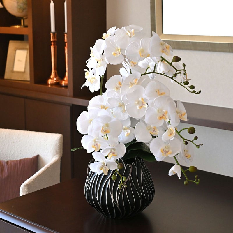 ファレノプシス アレンジメント [77G] 胡蝶蘭