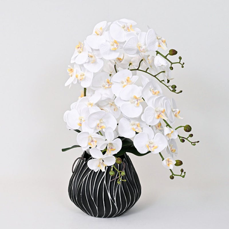 ファレノプシス アレンジメント [77G] 胡蝶蘭