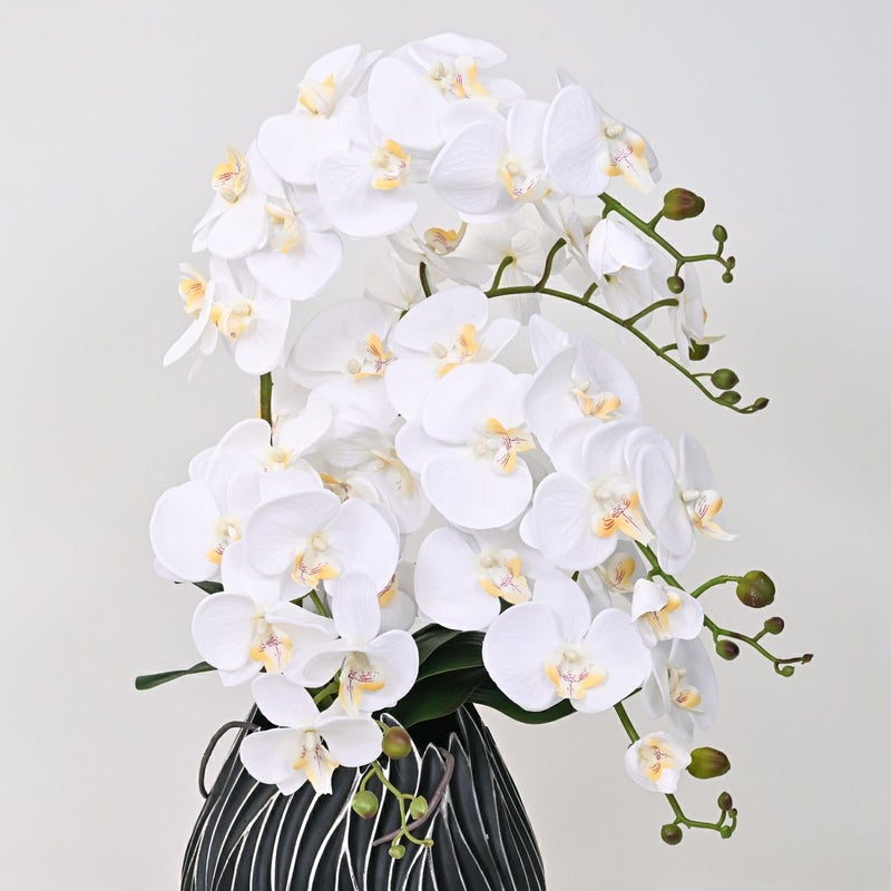 ファレノプシス アレンジメント [77G] 胡蝶蘭