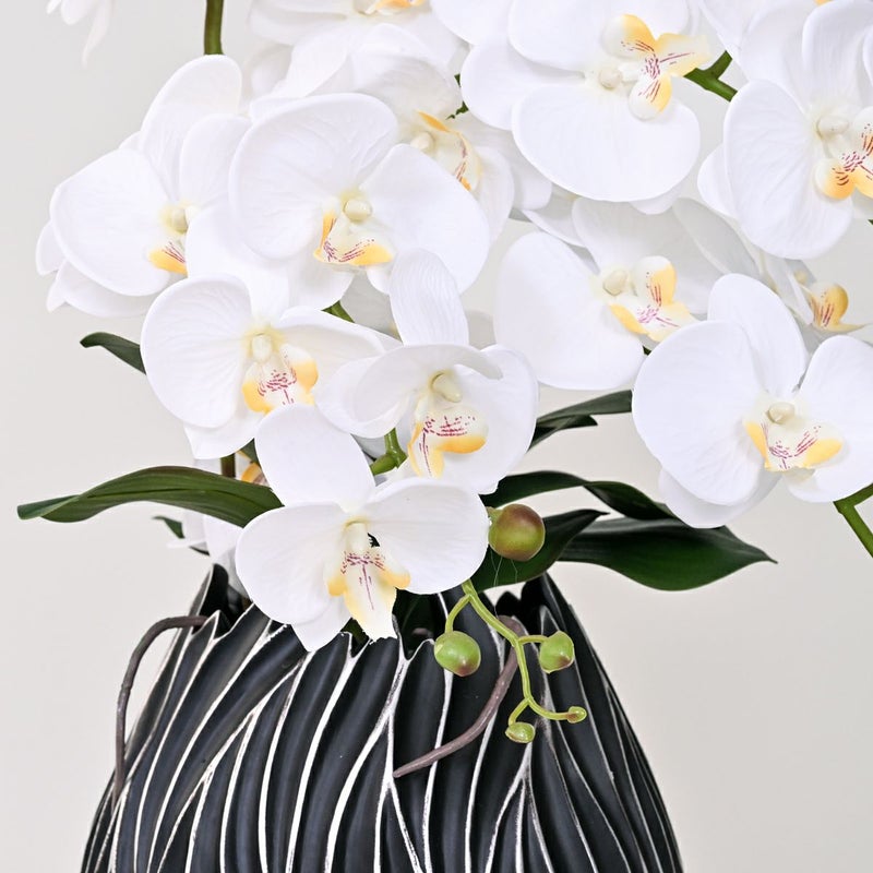 ファレノプシス アレンジメント [77G] 胡蝶蘭