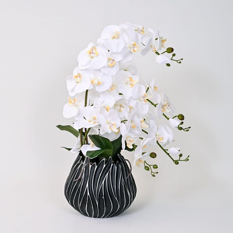 ファレノプシス アレンジメント [77G] 胡蝶蘭