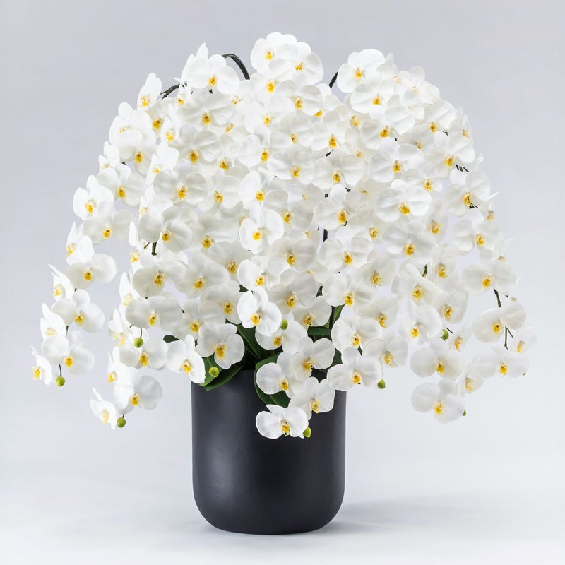 胡蝶蘭 はくらん 10本立 [P-03]