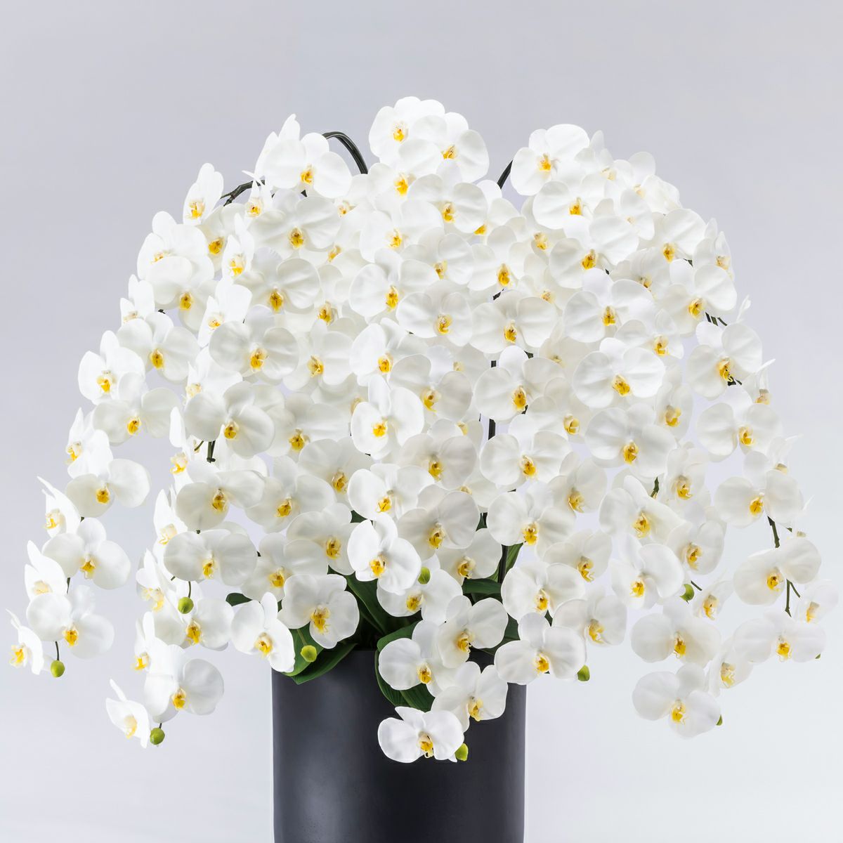 胡蝶蘭 はくらん 10本立 [P-03]