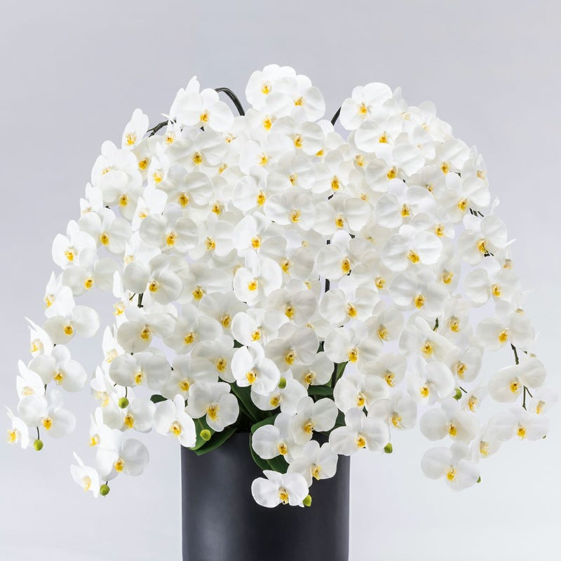 胡蝶蘭 はくらん 10本立 [P-03]