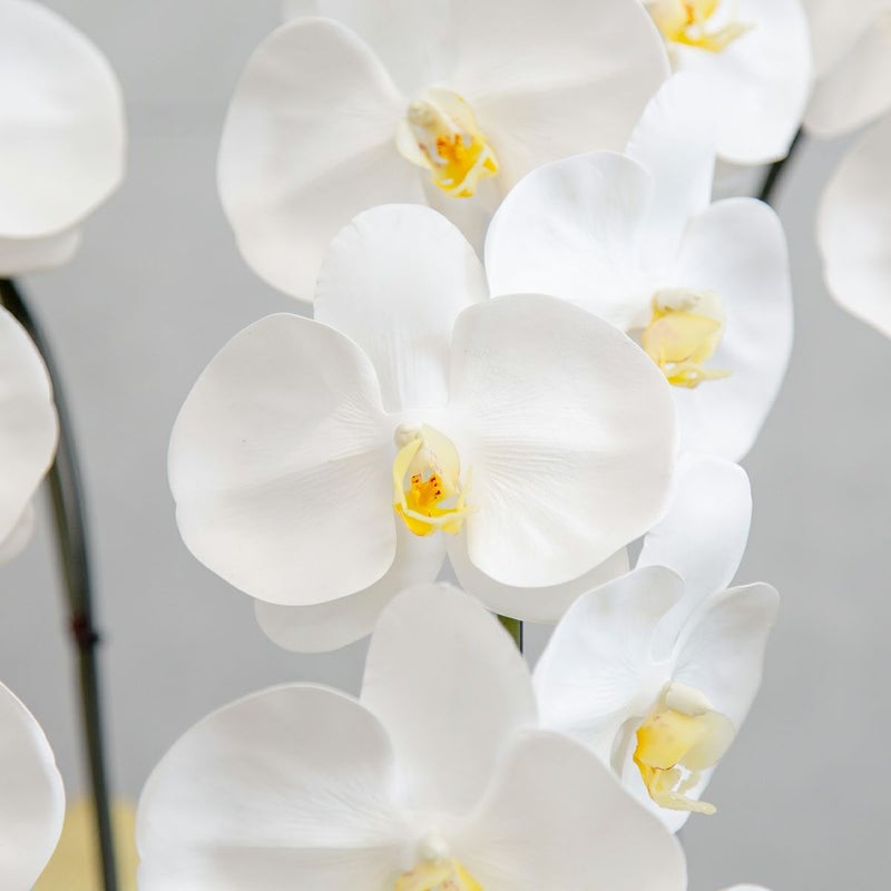 胡蝶蘭 はくらん 10本立 [P-03]