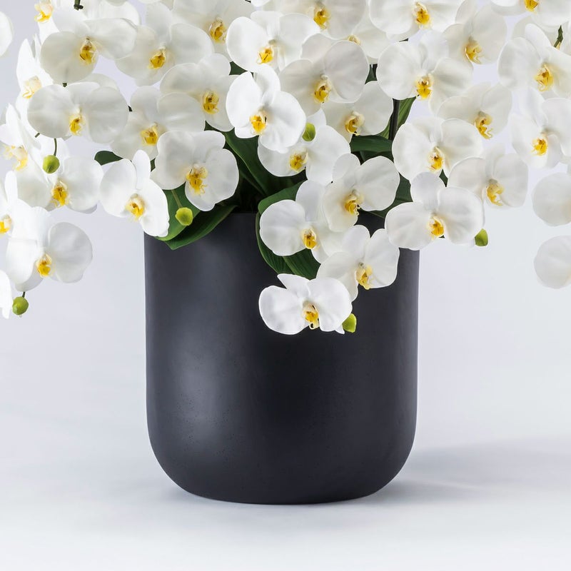 胡蝶蘭 はくらん 10本立 [P-03]