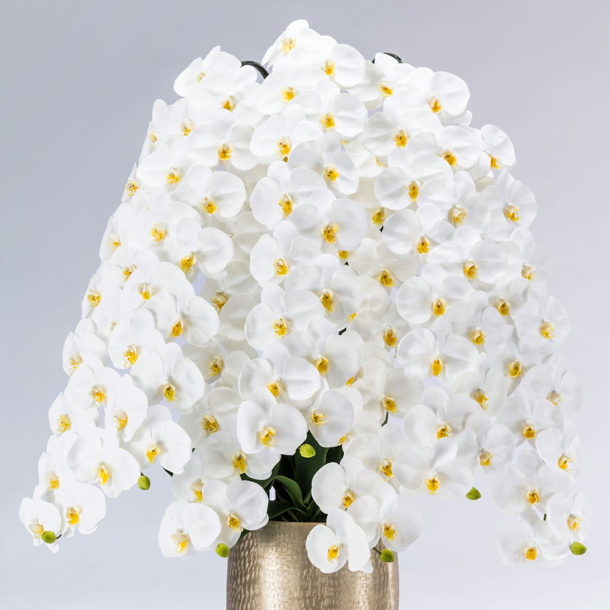 胡蝶蘭 はくらん 7本立 [P-04]