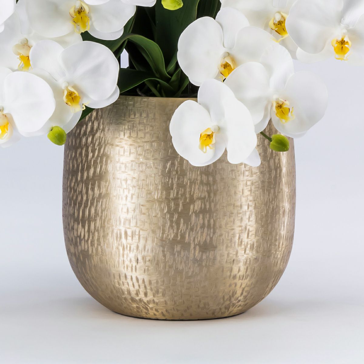 胡蝶蘭 はくらん 7本立 [P-04]