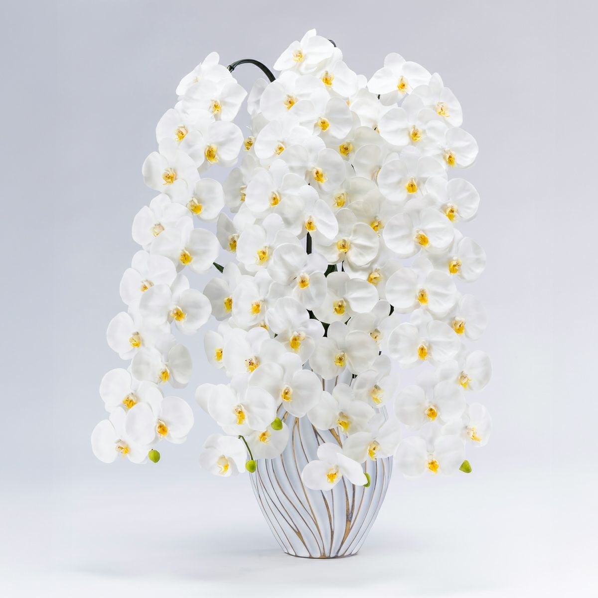 胡蝶蘭 はくらん 5本立 [P-05]