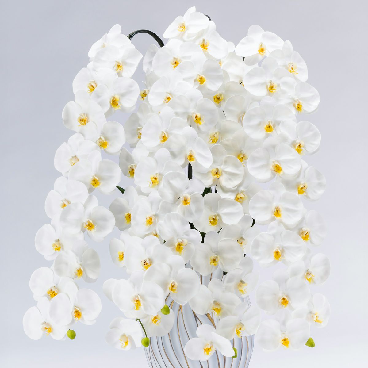 胡蝶蘭 はくらん 5本立 [P-05]