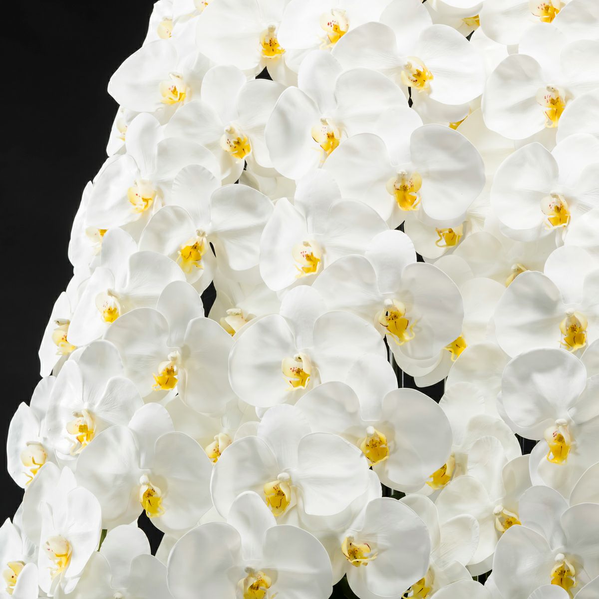 胡蝶蘭 はくらん 5本立 [P-05]