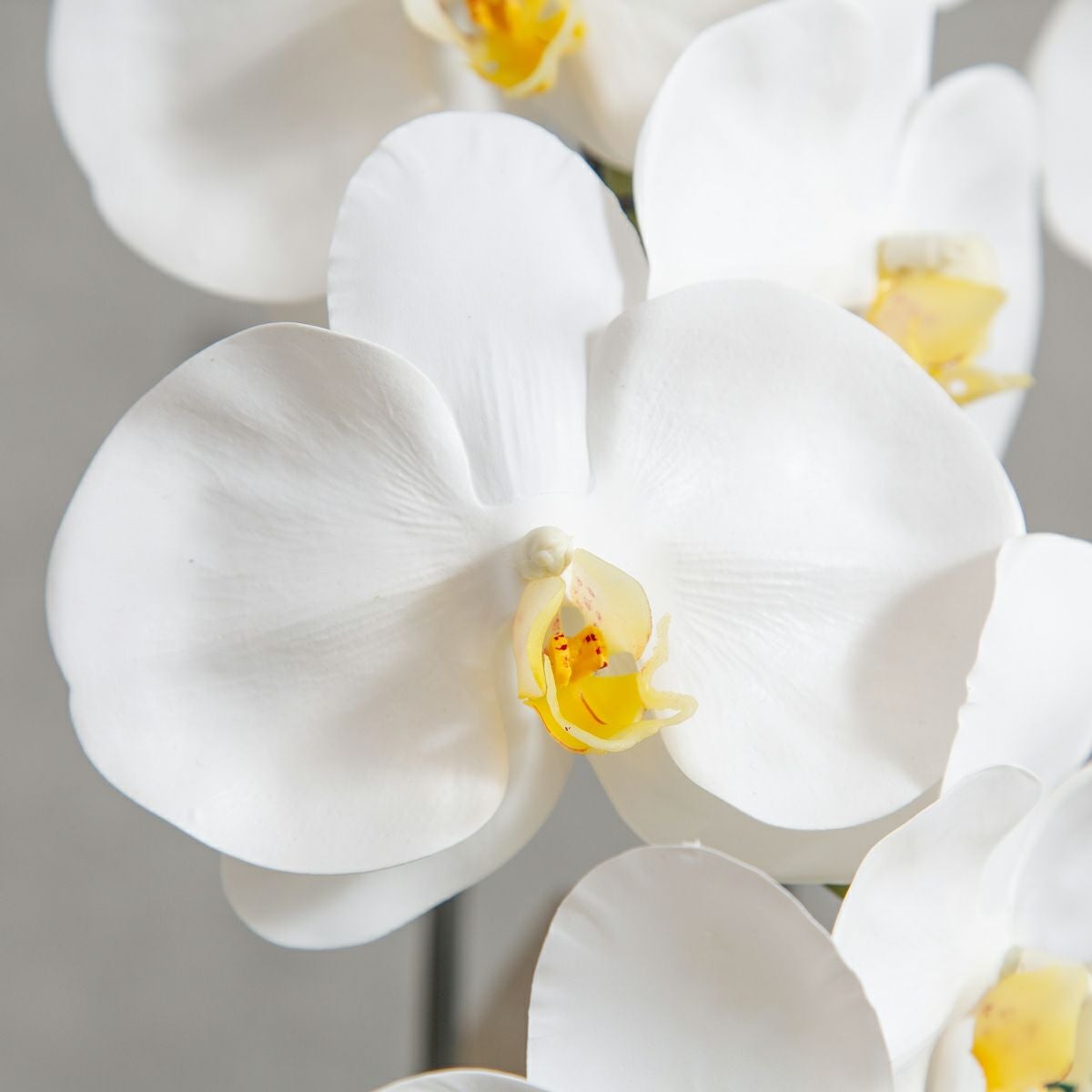 胡蝶蘭 はくらん 5本立 [P-05]