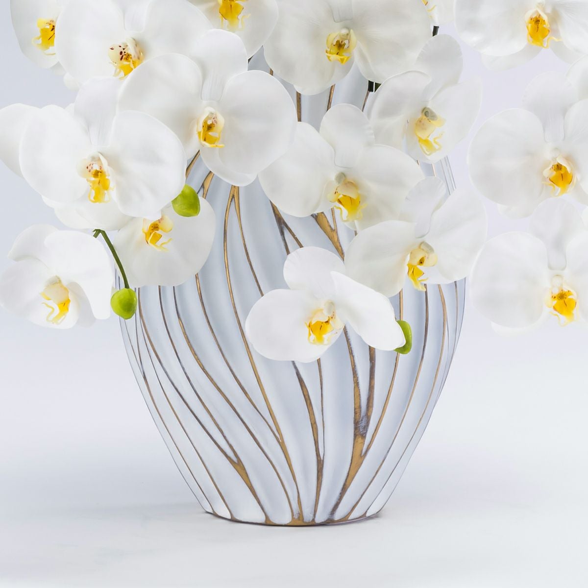 胡蝶蘭 はくらん 5本立 [P-05]