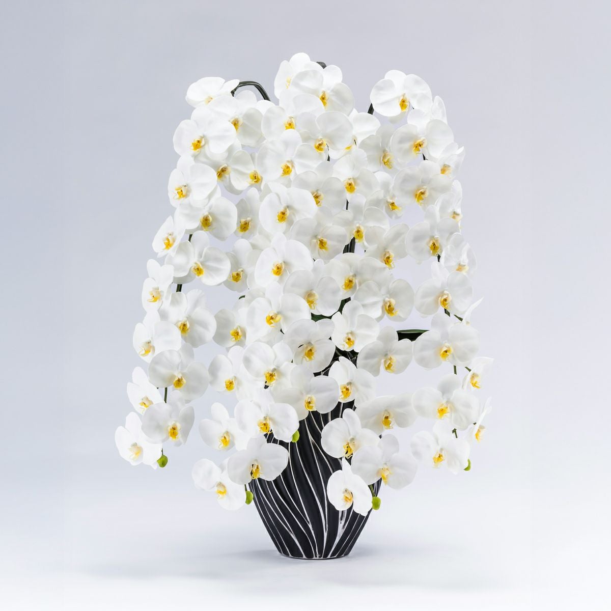 胡蝶蘭 はくらん 5本立 [P-06]