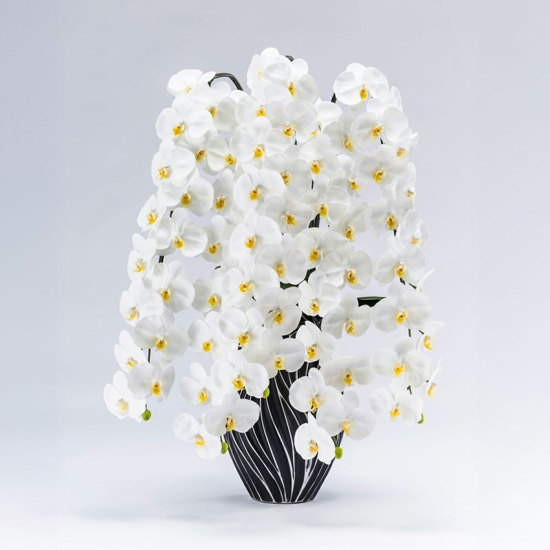 胡蝶蘭 はくらん 5本立 [P-06]
