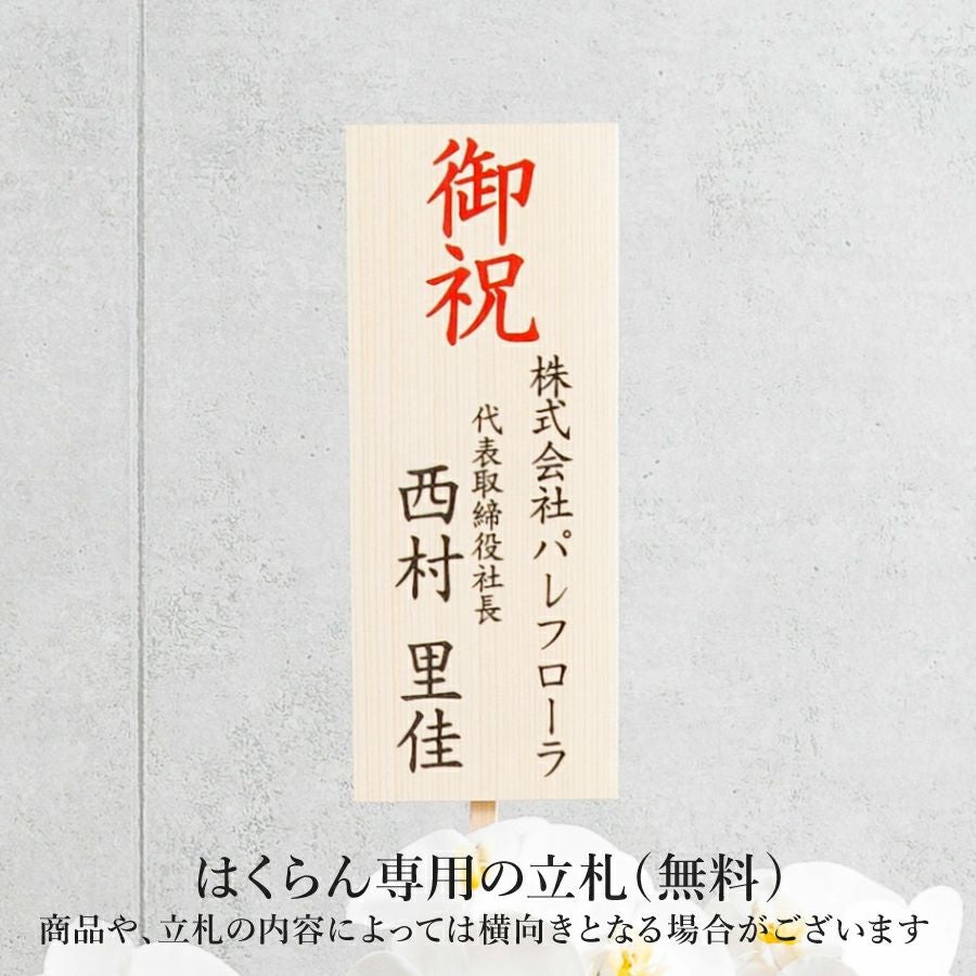 胡蝶蘭 はくらん 5本立 [P-06]