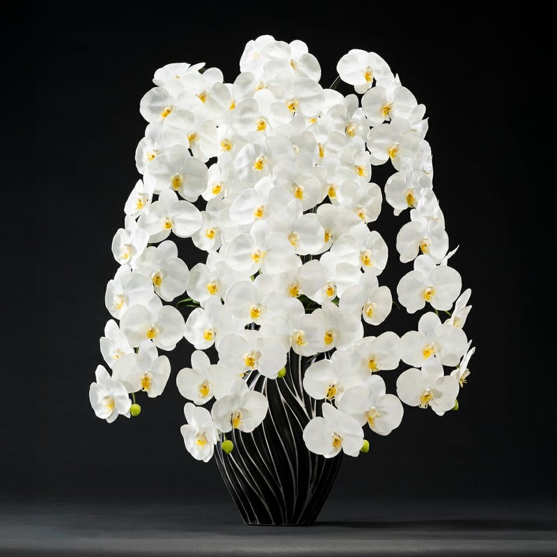 胡蝶蘭 はくらん 5本立 [P-06]