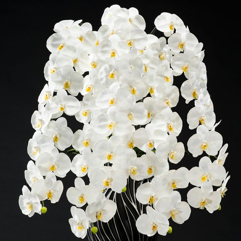 胡蝶蘭 はくらん 5本立 [P-06]