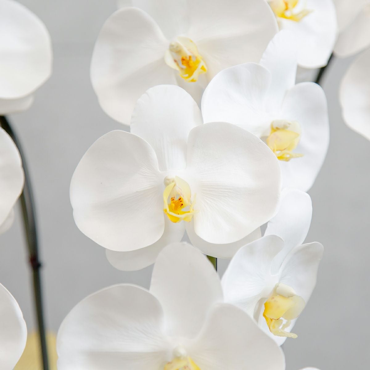 胡蝶蘭 はくらん 5本立 [P-06]