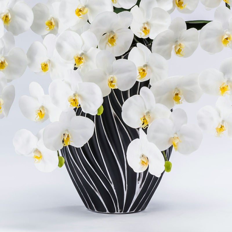 胡蝶蘭 はくらん 5本立 [P-06]