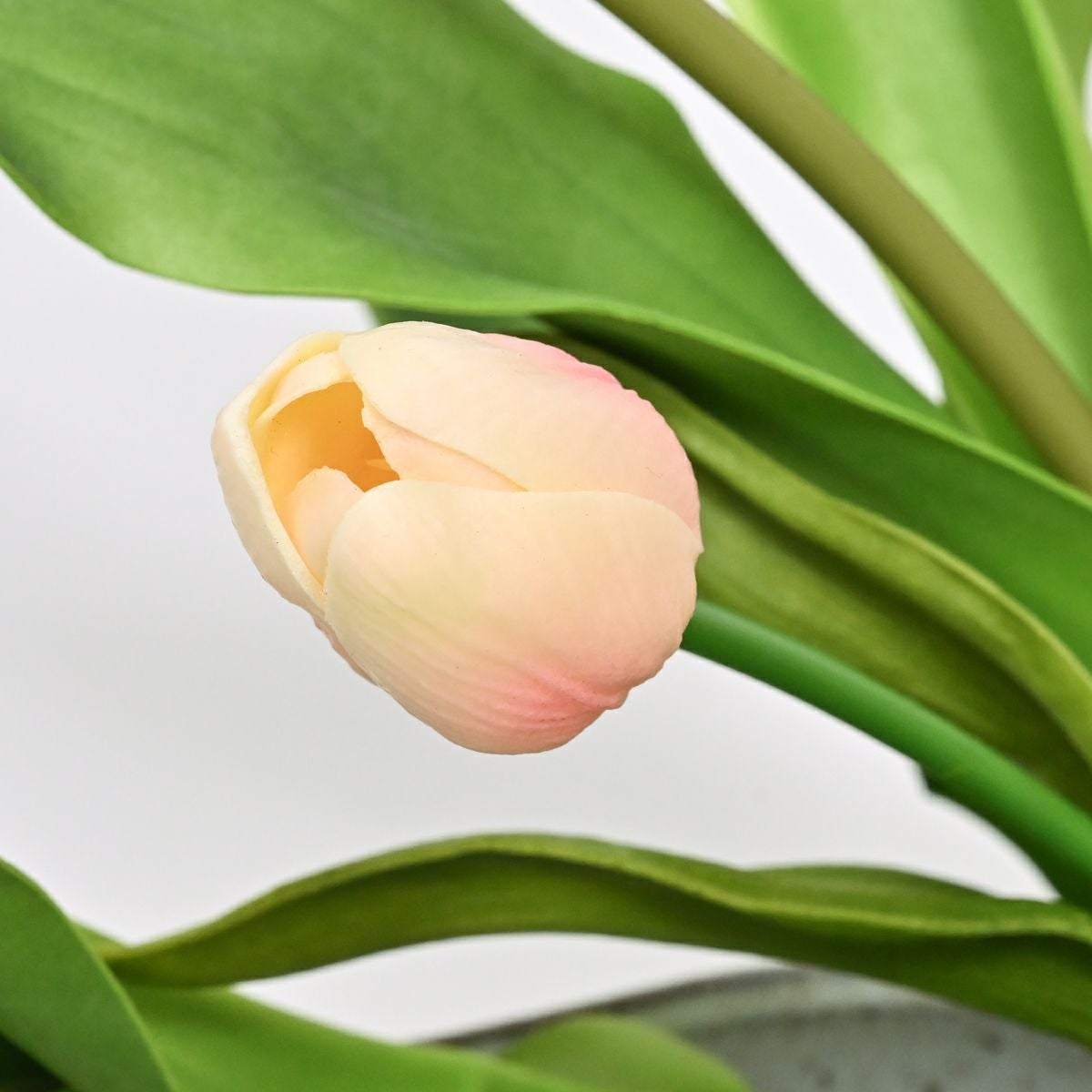  チューリップ アレンジメント [WEB594]