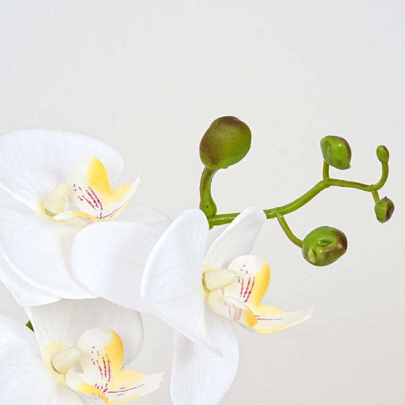 ファレノプシスアレンジ[09]