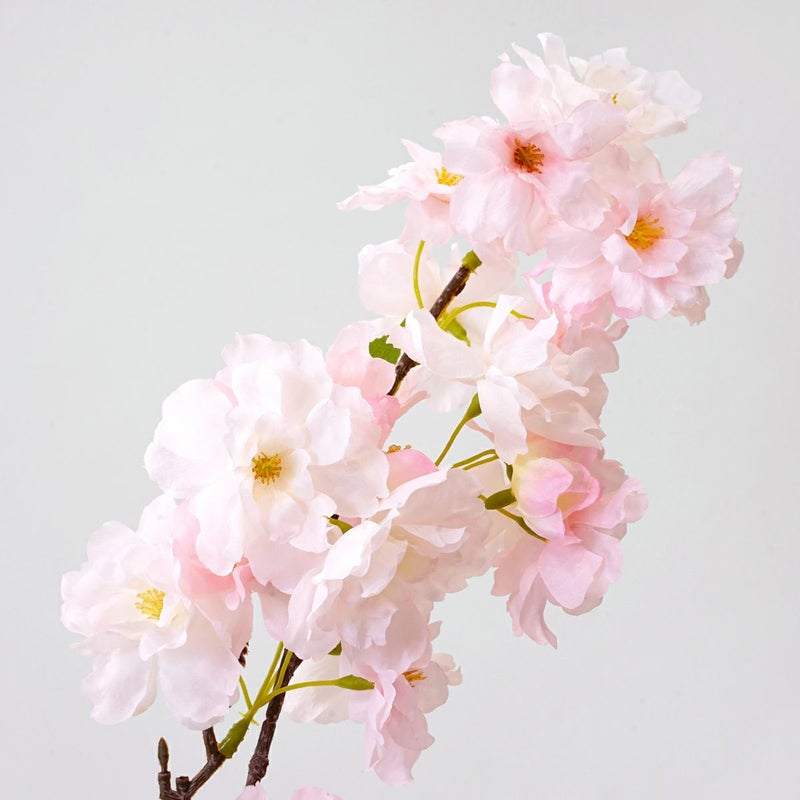 《オンライン限定》 桜 アレンジメント [WEB607]