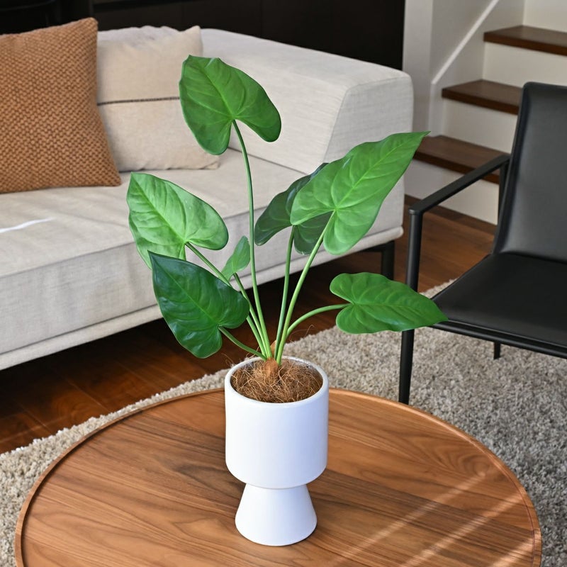 アロカシア フェイクグリーン [123]